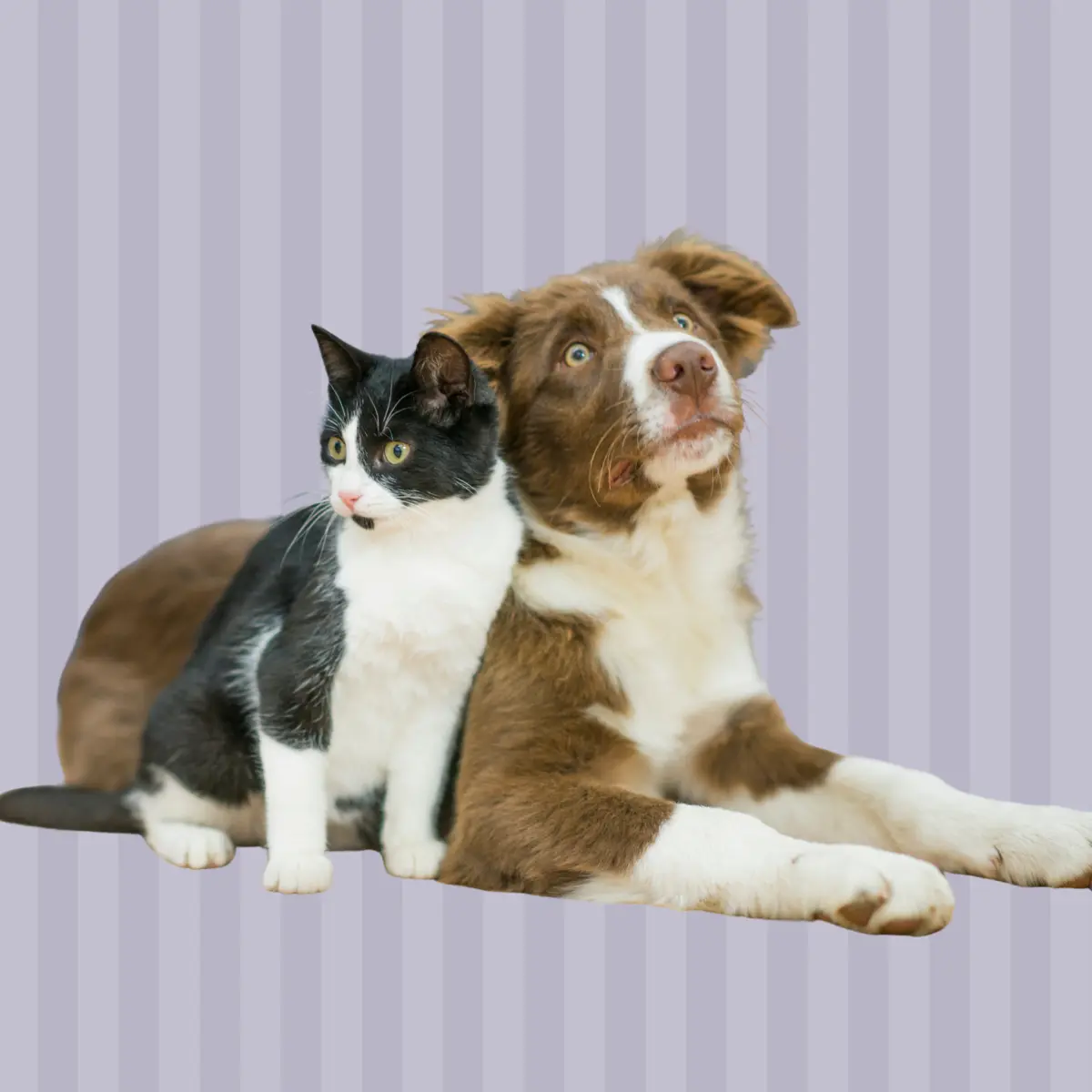 Mascotas