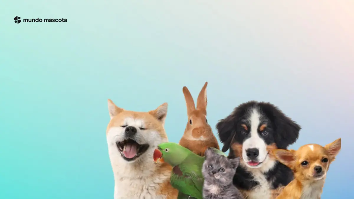 MASCOTAS
