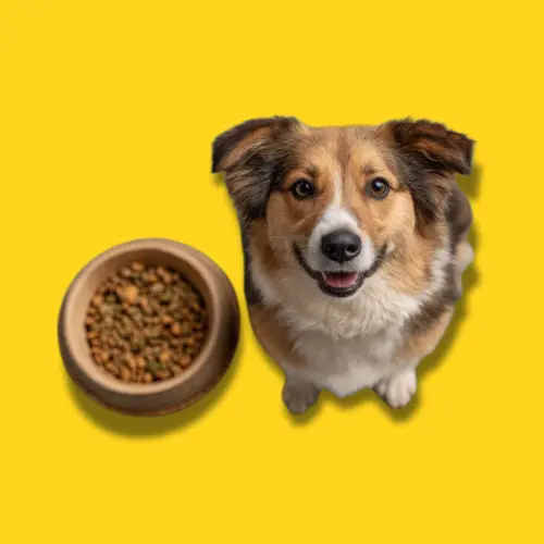 Alimentos Perros