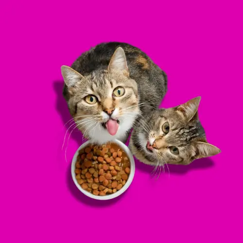 Alimentos Gatos