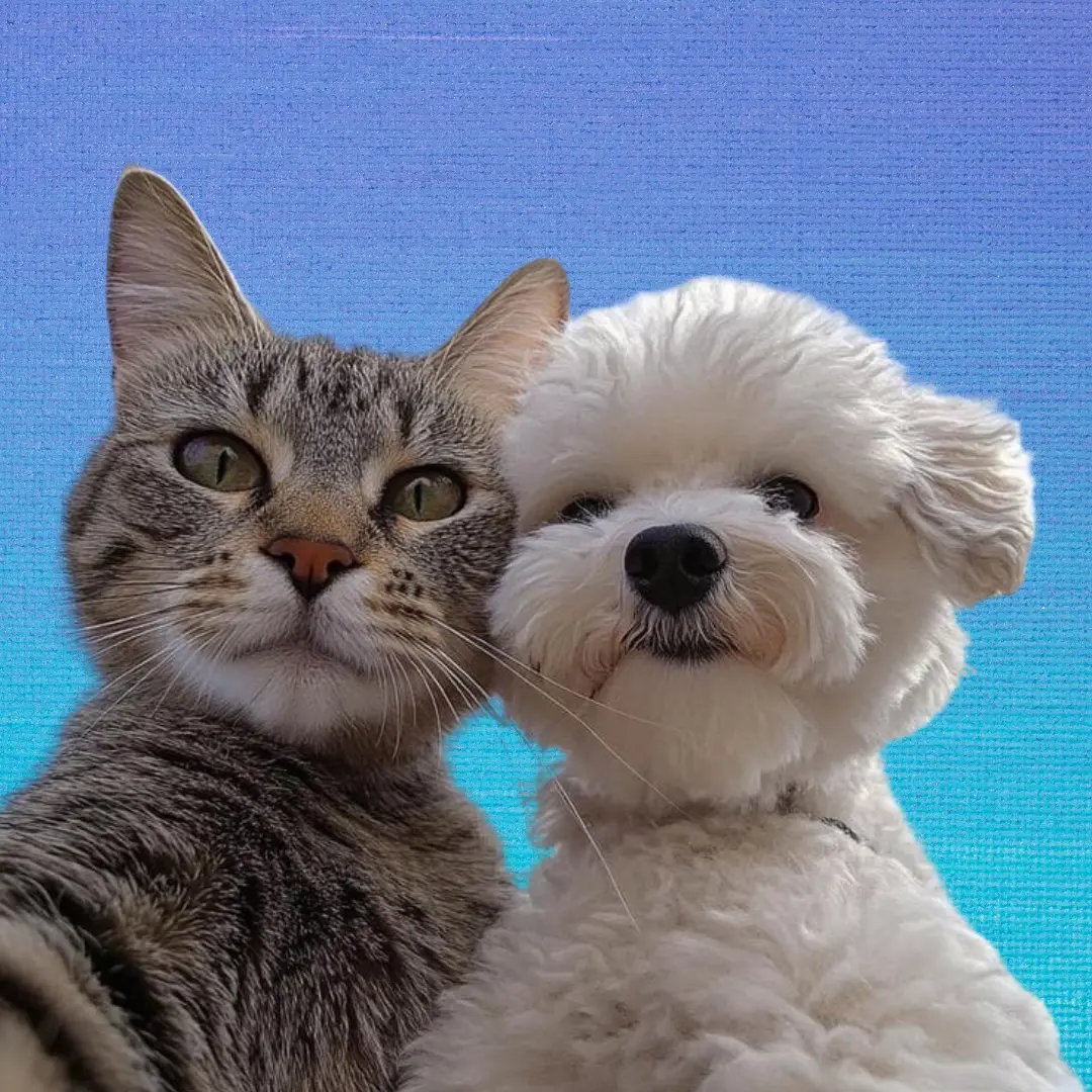 Mascotas