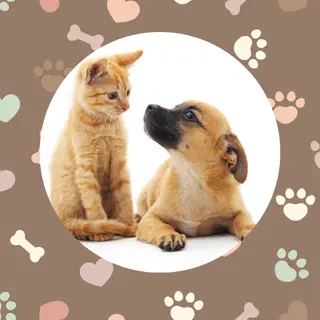 Mascotas
