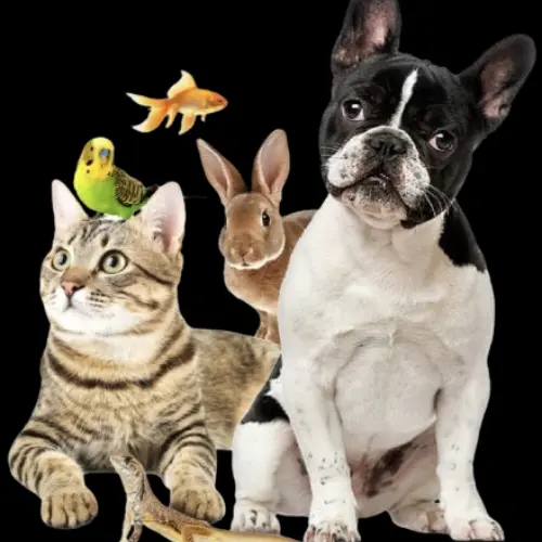 Mascotas