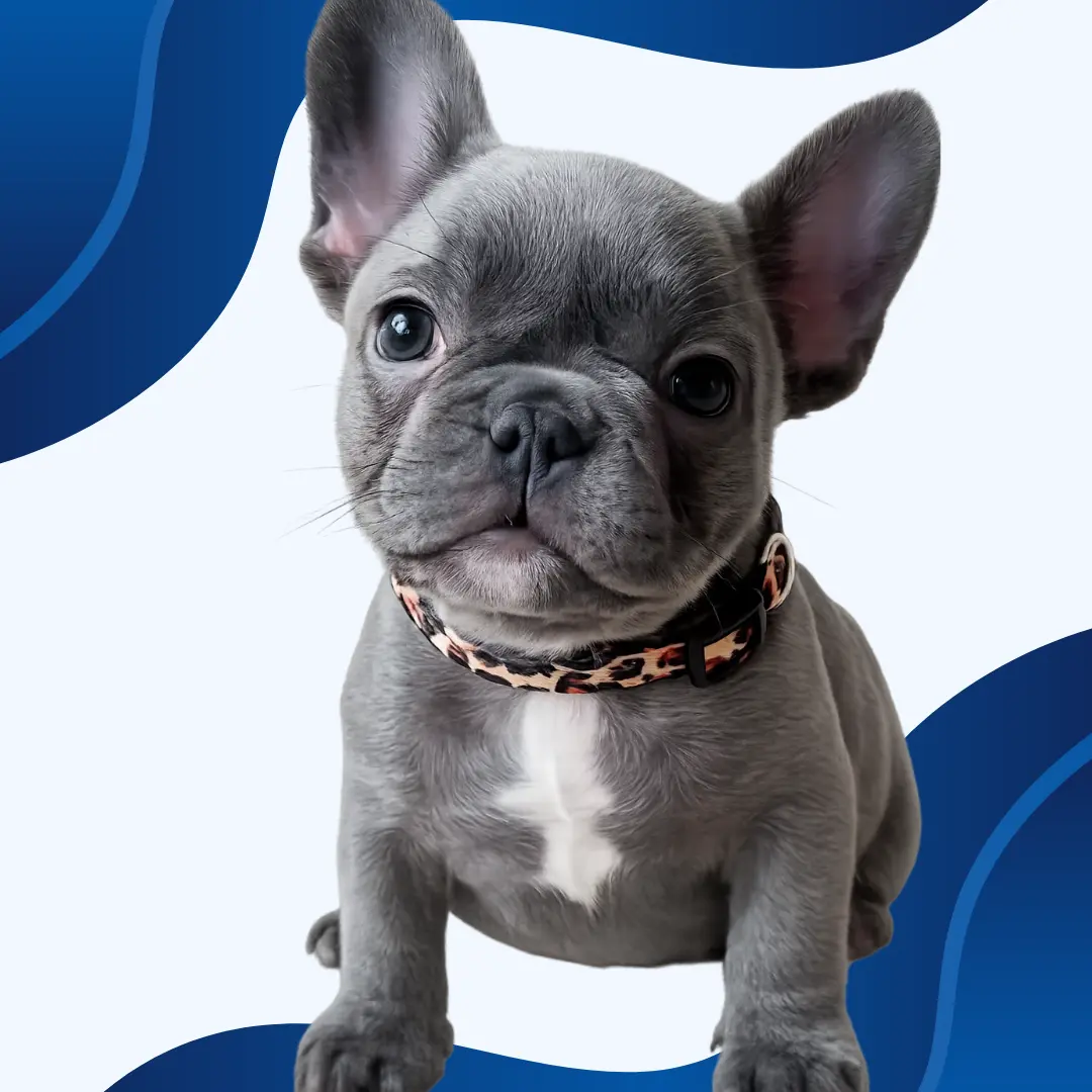 Mascotas