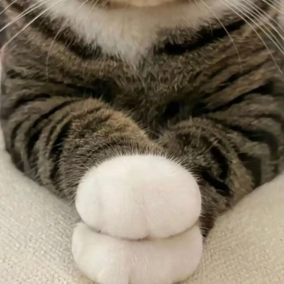 Mascotas