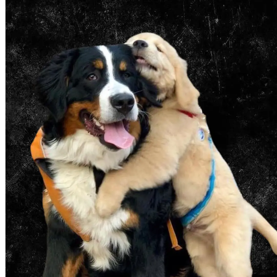 Mascotas