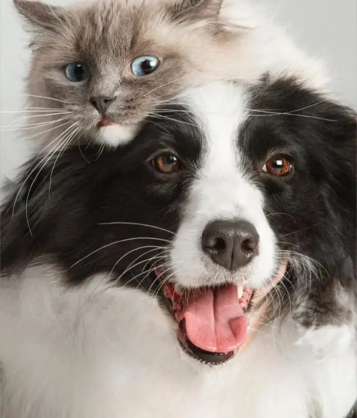 Mascotas