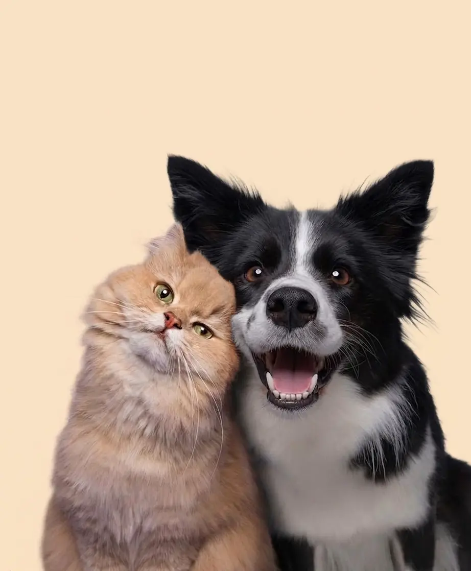 Mascotas