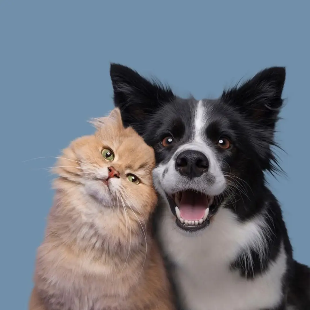 Mascotas