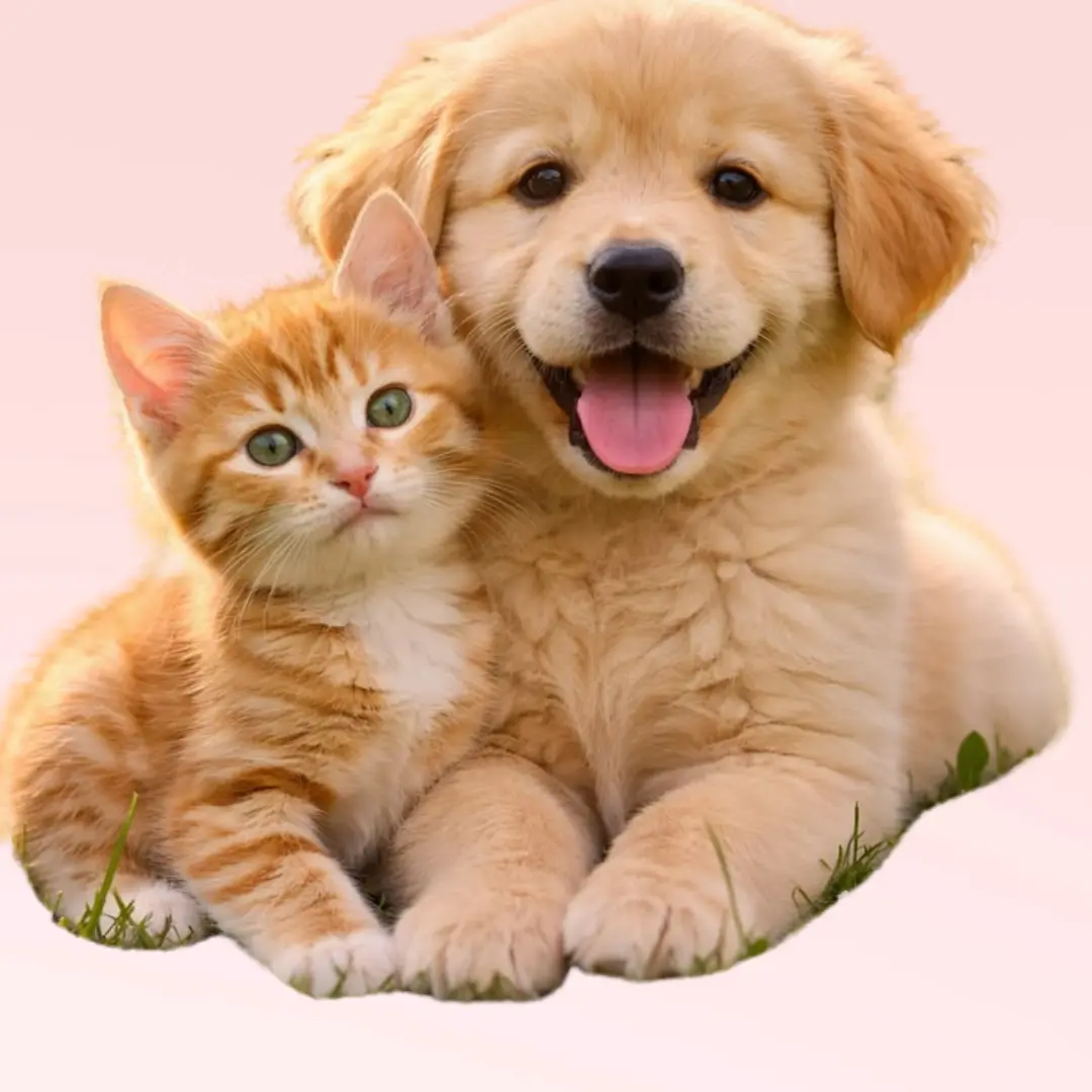 MASCOTAS