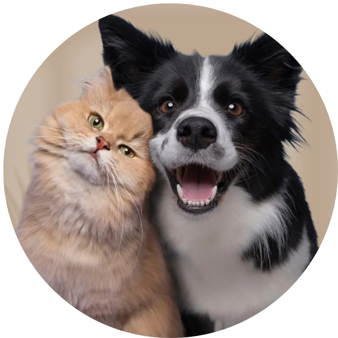 Mascotas