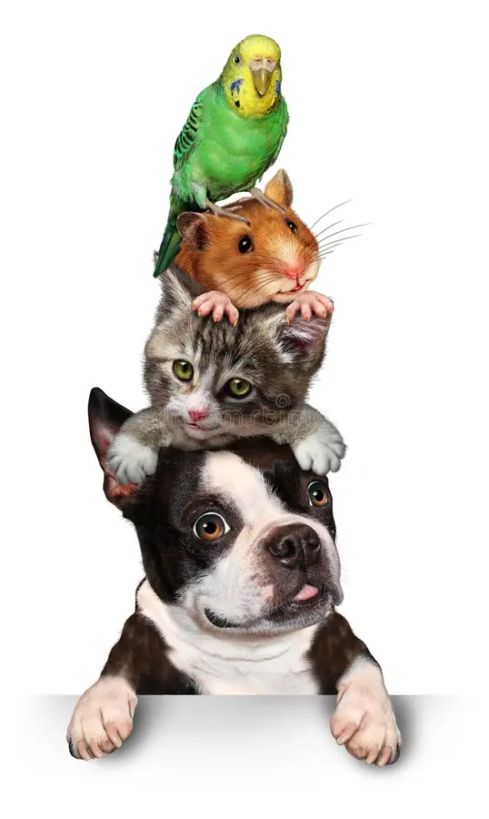 Mascotas