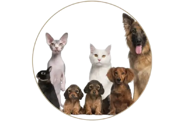 Mascotas