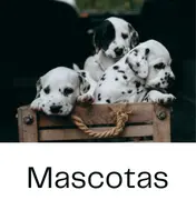 Mascotas