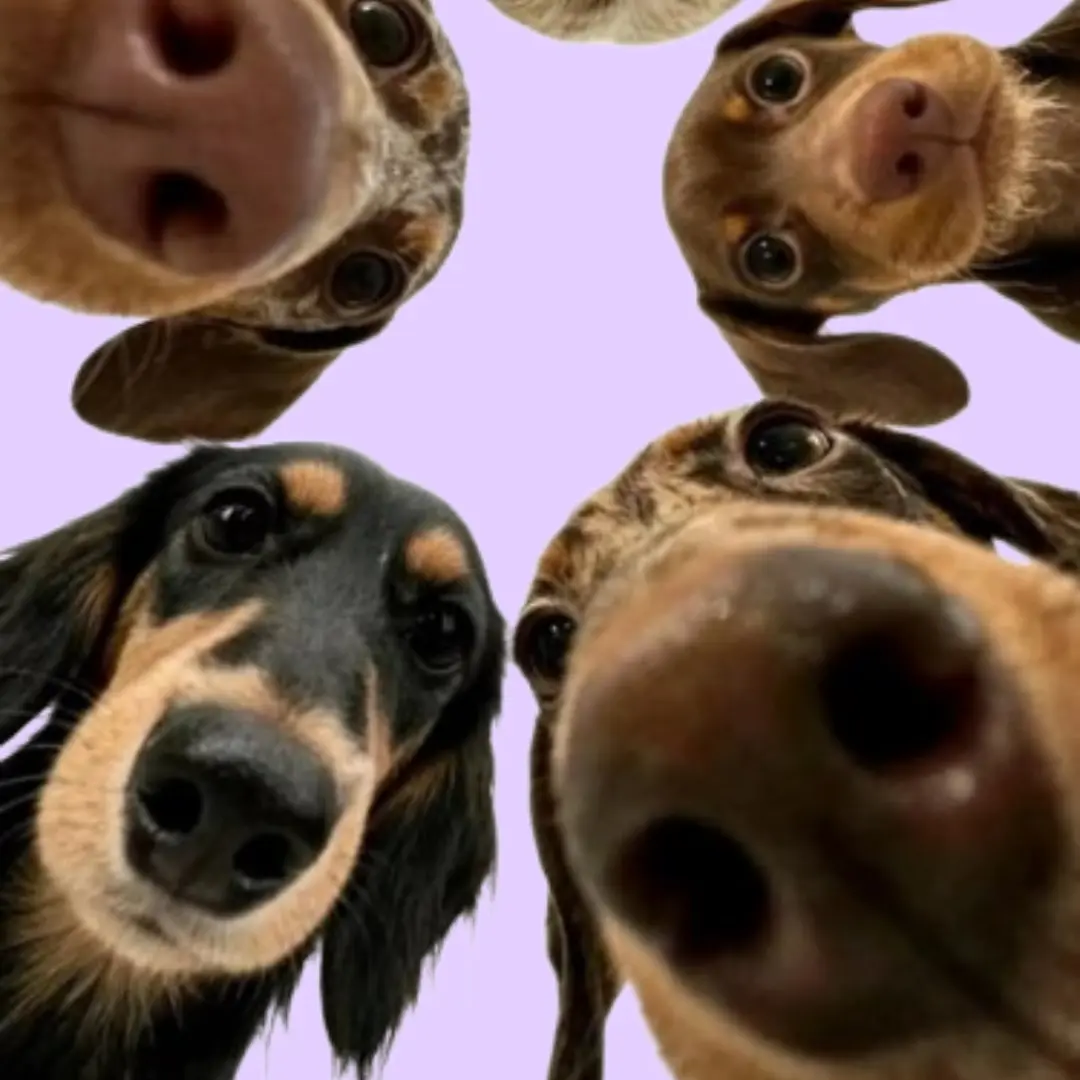 Mascotas
