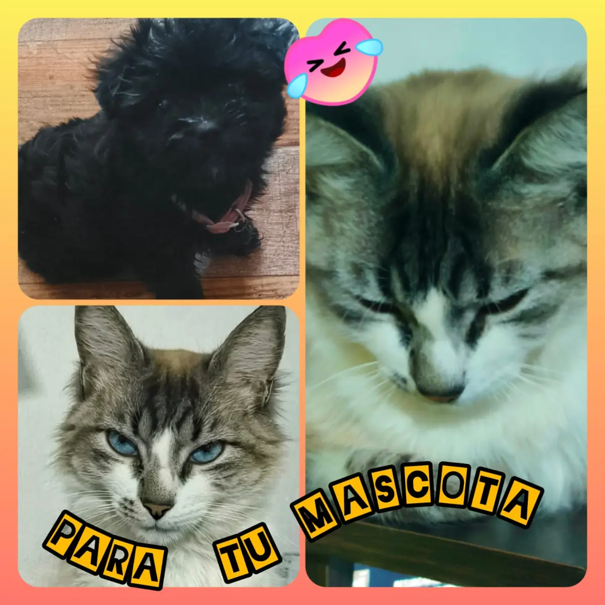 Mascotas